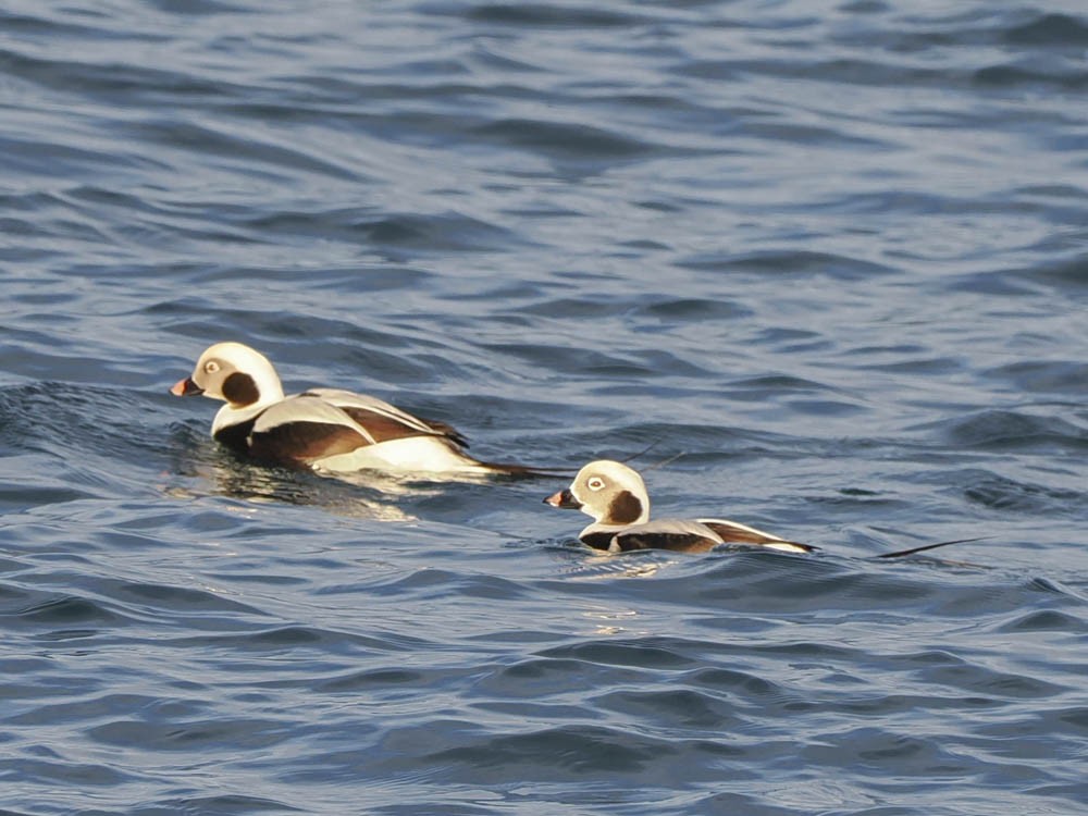 havelle - ML646276984