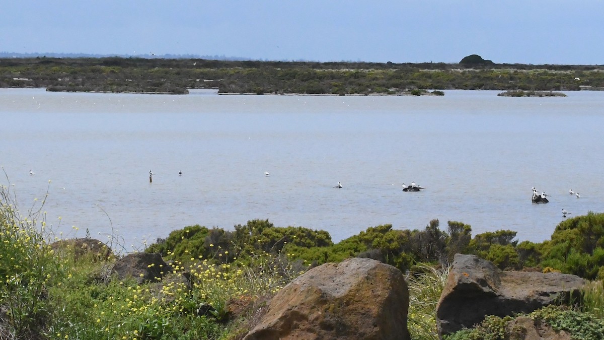 hvitkinnsvartterne - ML646276985