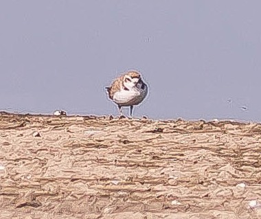 snølo - ML646276986