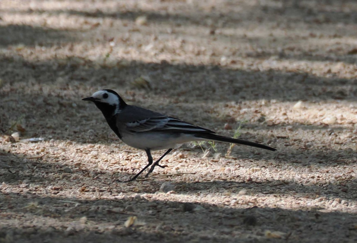 linerle - ML646276987