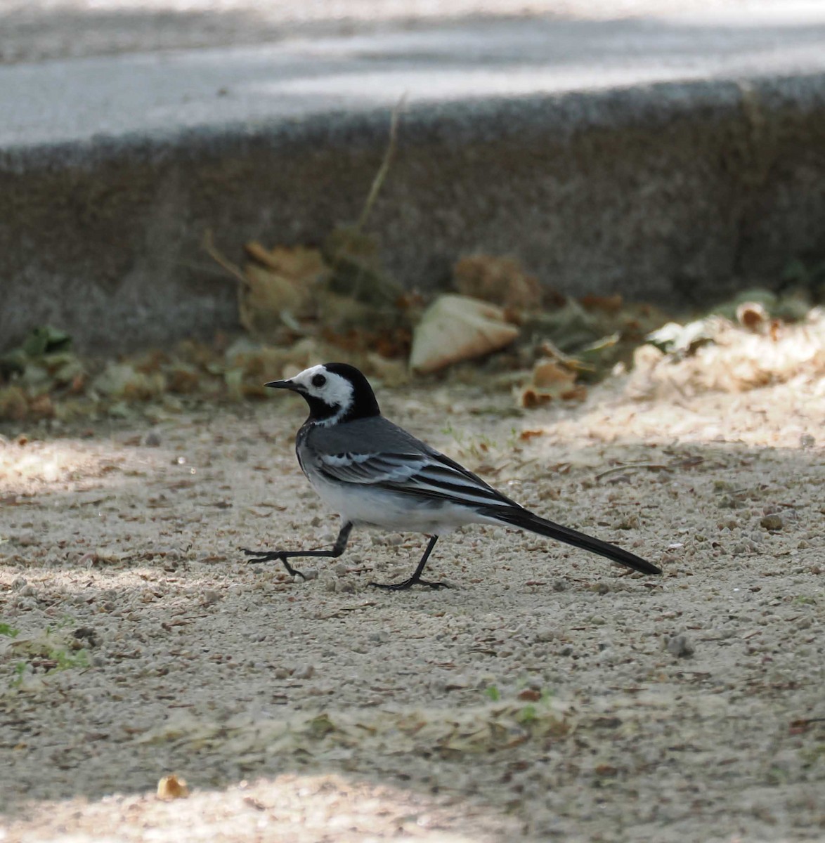 linerle - ML646276988