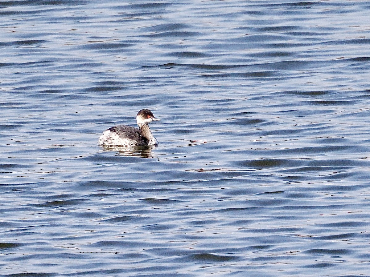 svarthalsdykker - ML646276989