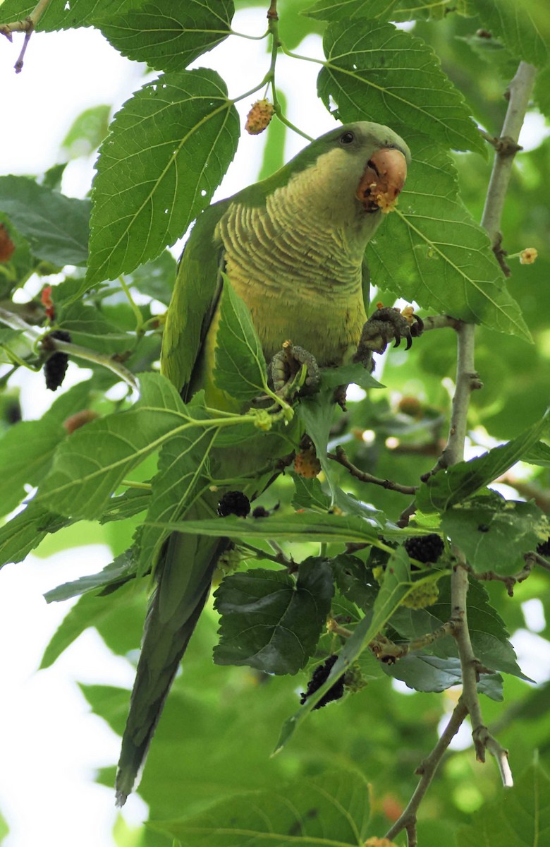 munkeparakitt - ML646276991