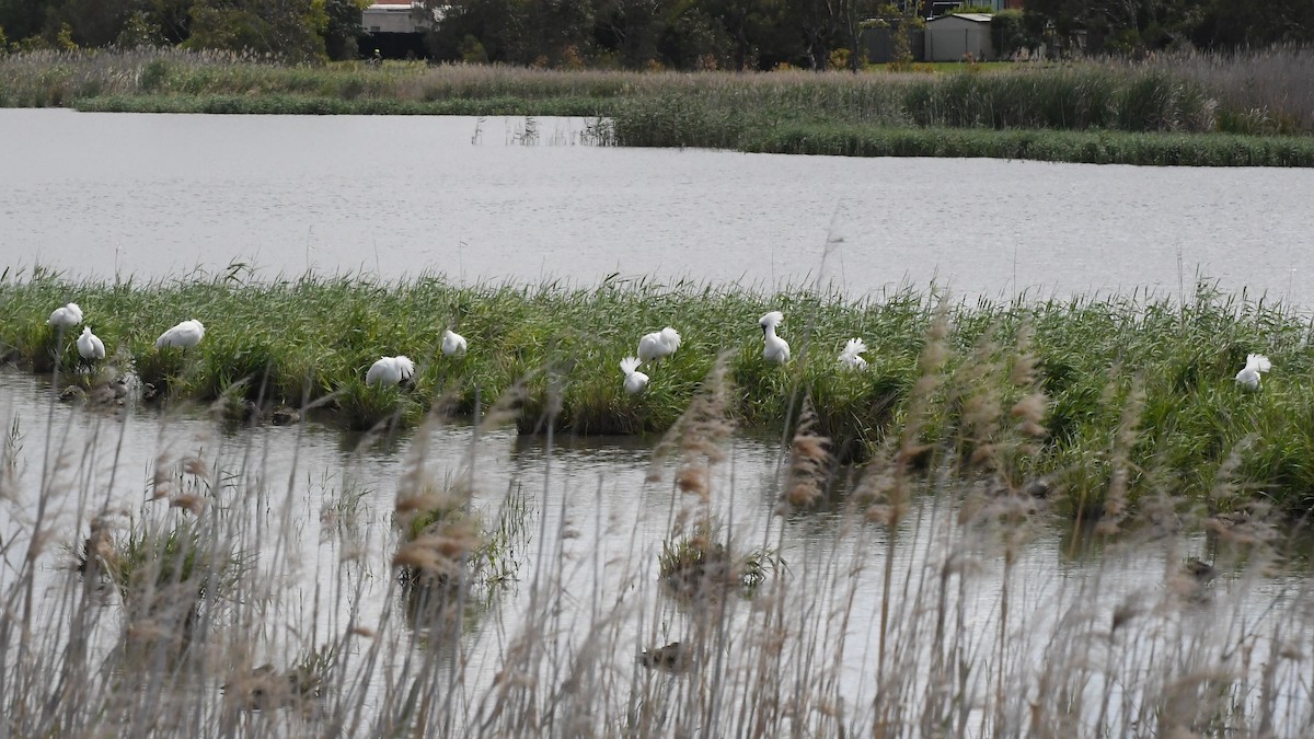 kongeskjestork - ML646276993