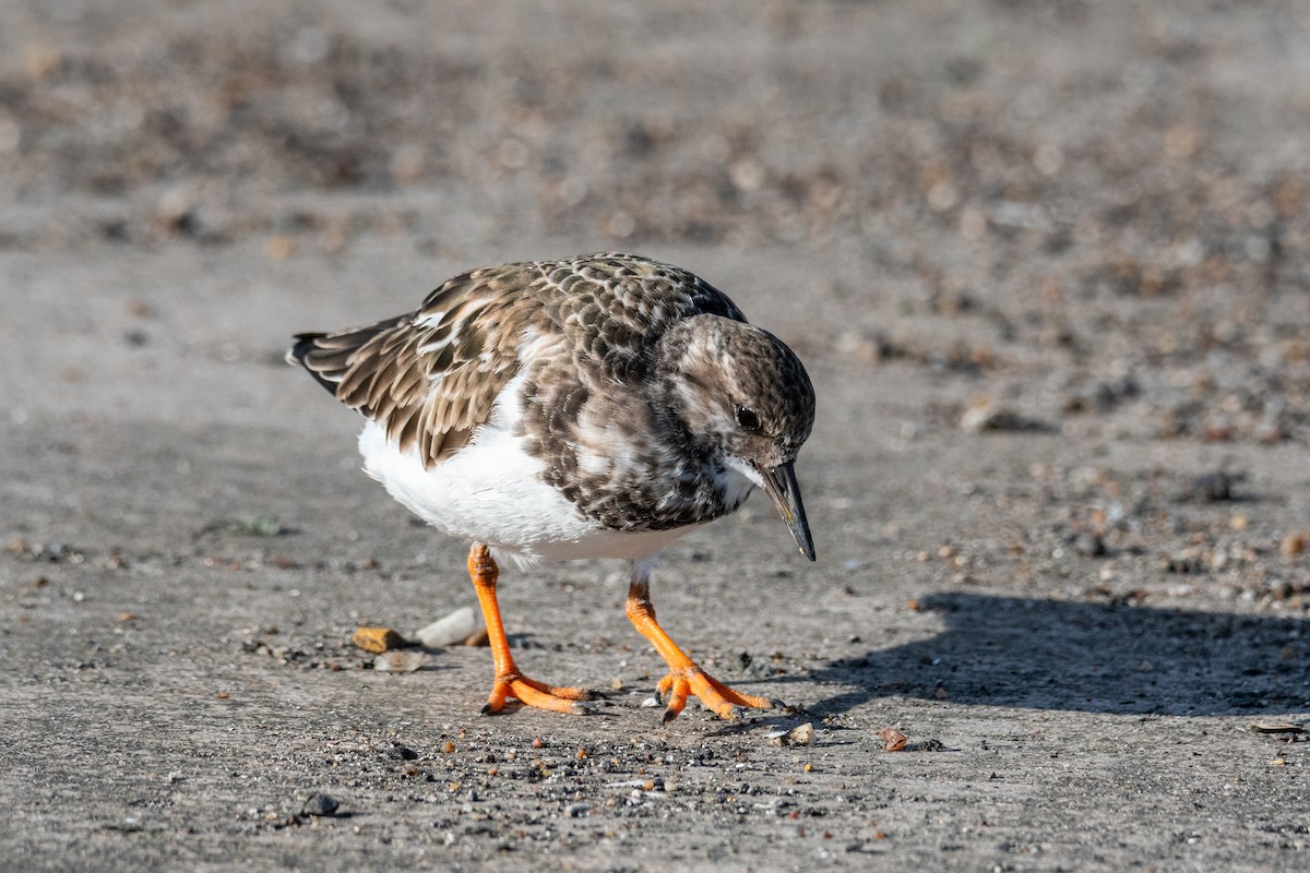 steinvender - ML646276995