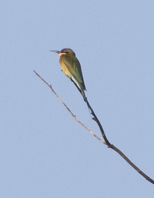 blåstjertbieter - ML646276996