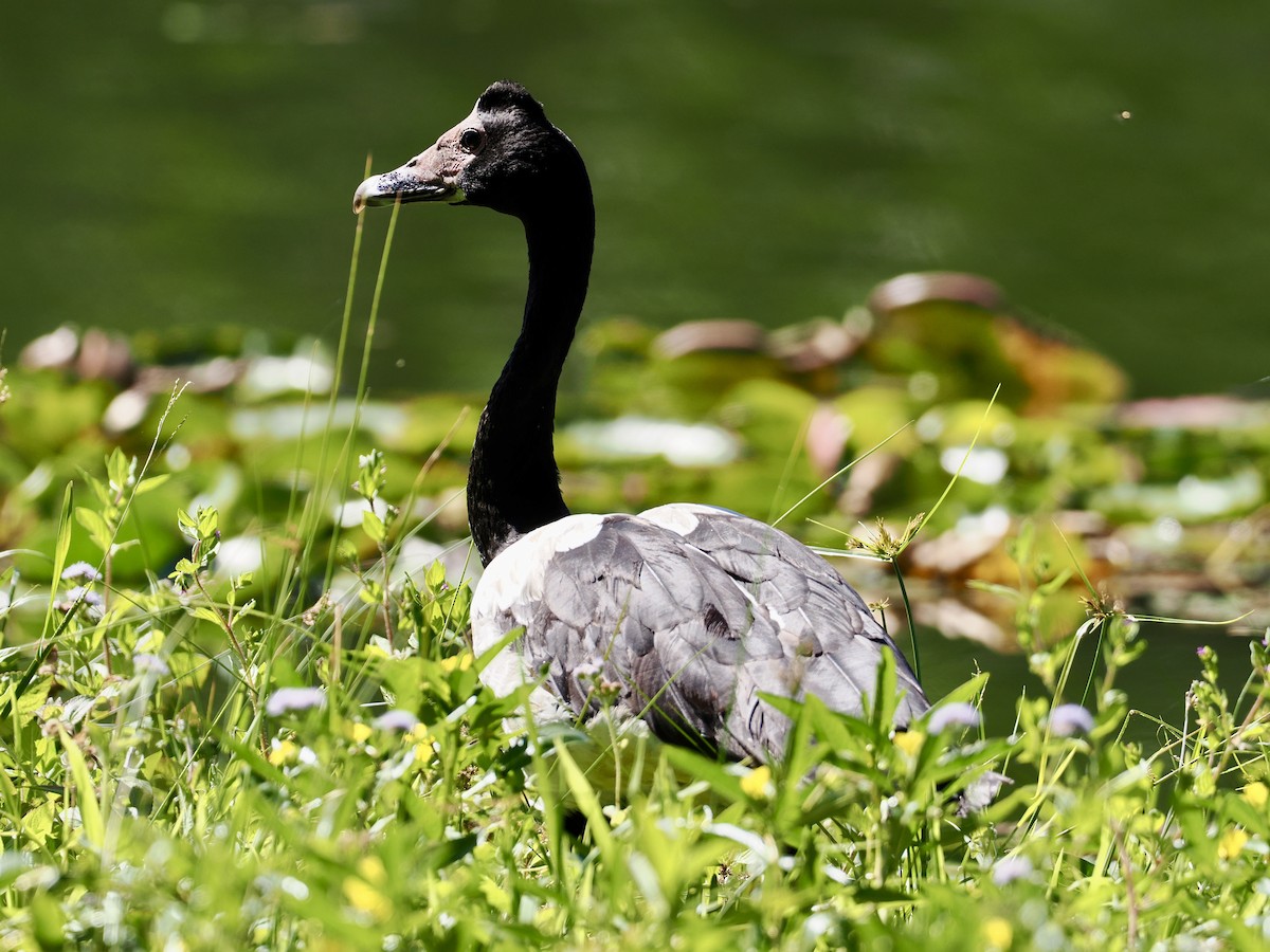 Magpie Goose - ML646276997