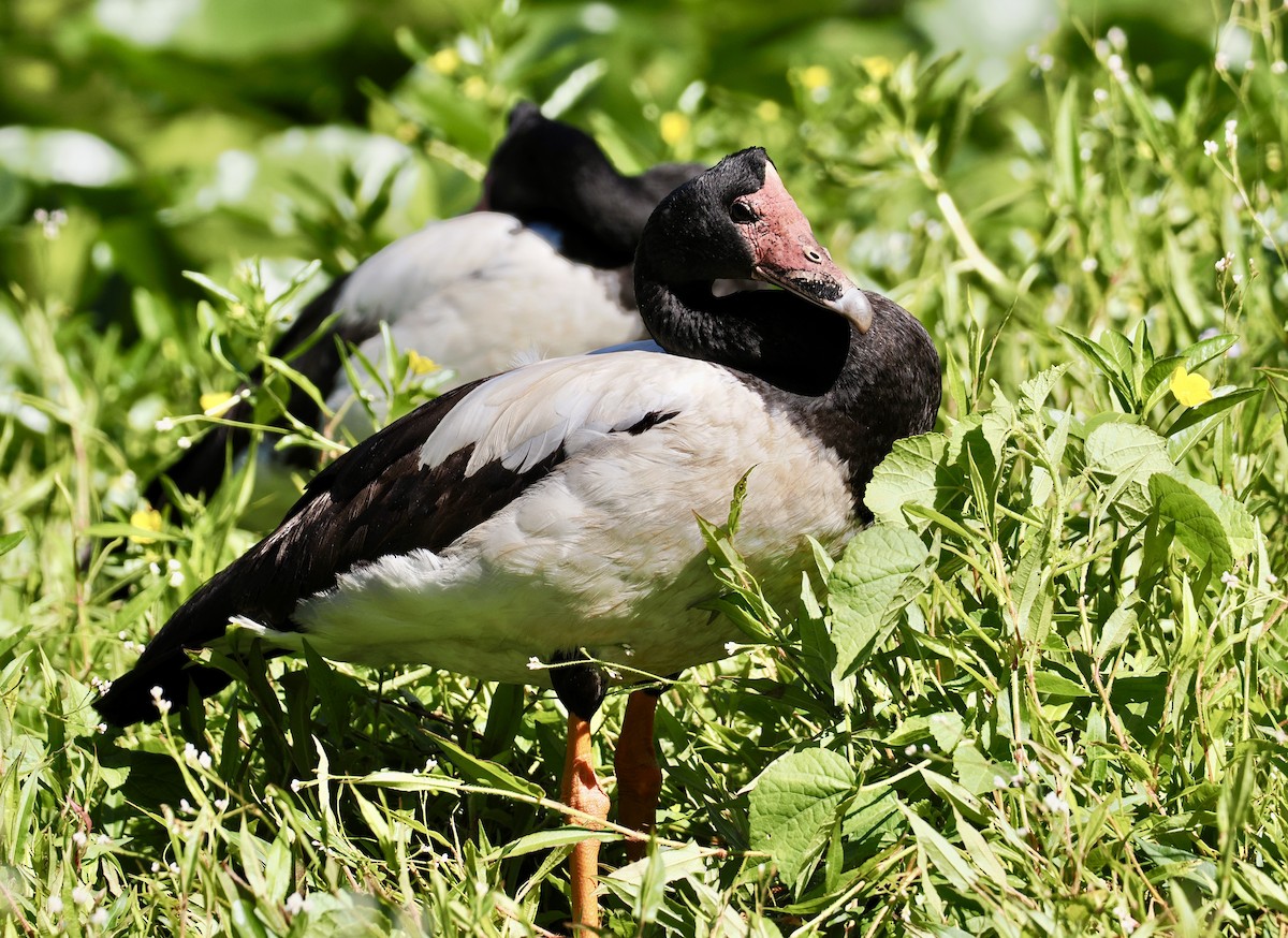 Magpie Goose - ML646276998