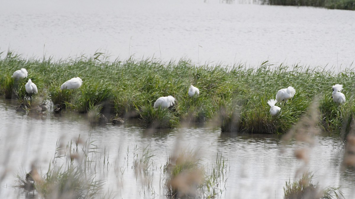 kongeskjestork - ML646276999