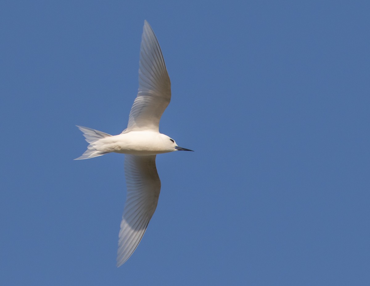 blånebbsilketerne - ML646277000