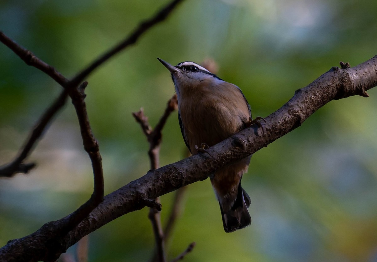 rustspettmeis - ML646277001