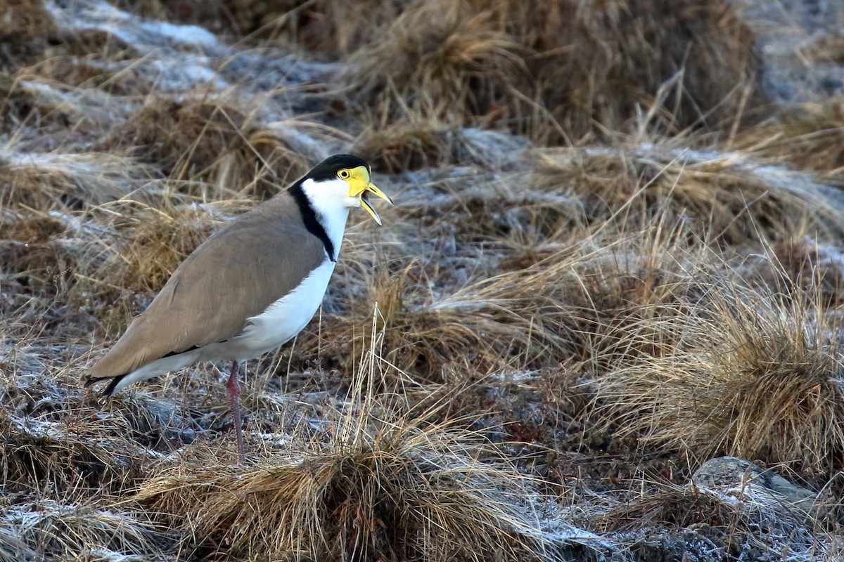 Masked Lapwing - ML646277002