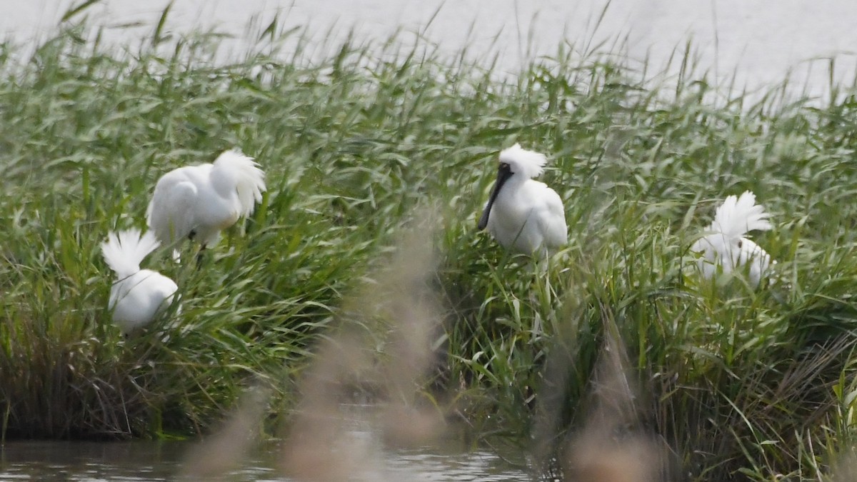 kongeskjestork - ML646277003