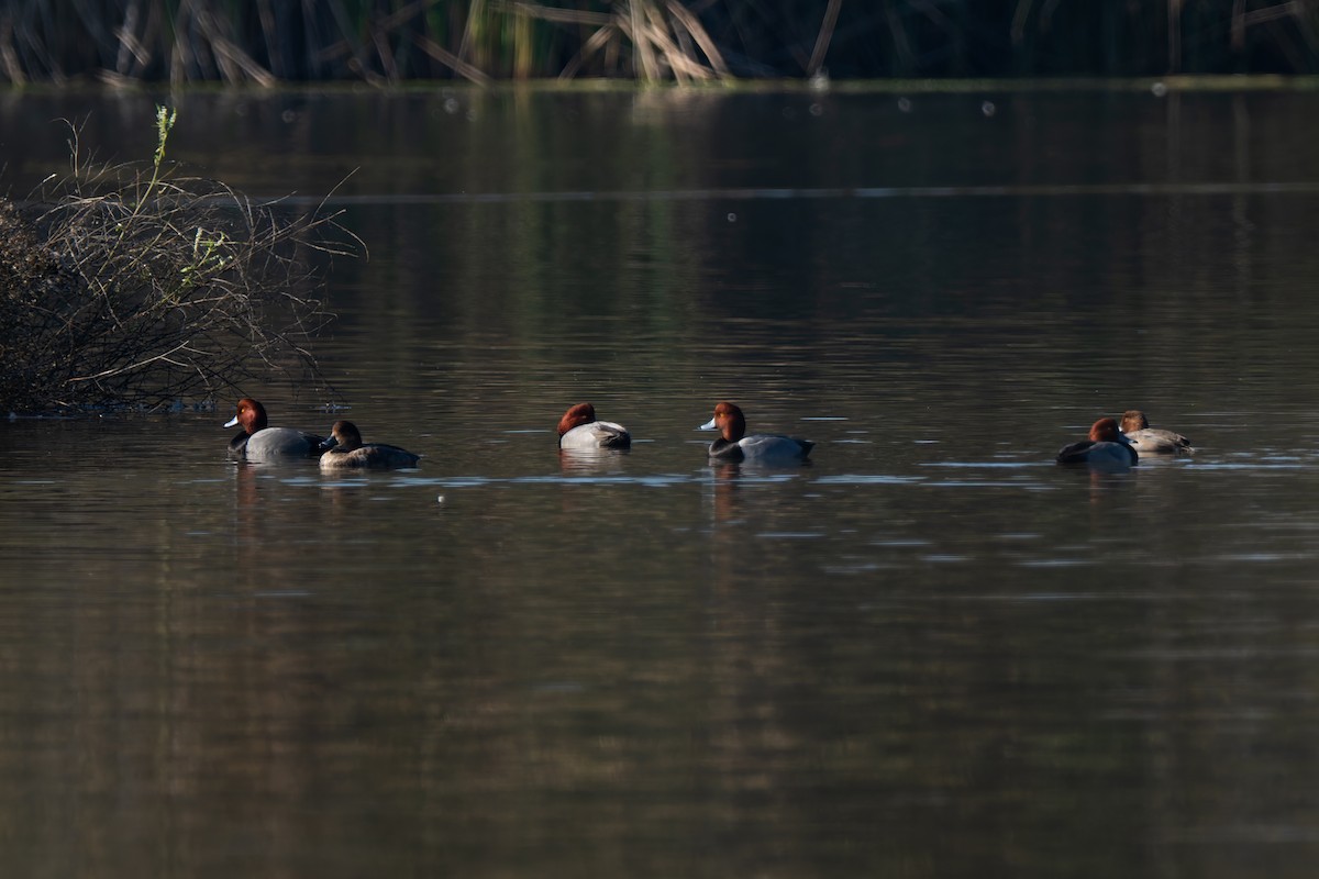 Porrón Americano - ML646277005