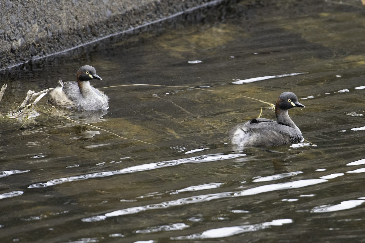 Австралийская поганка - ML646277007