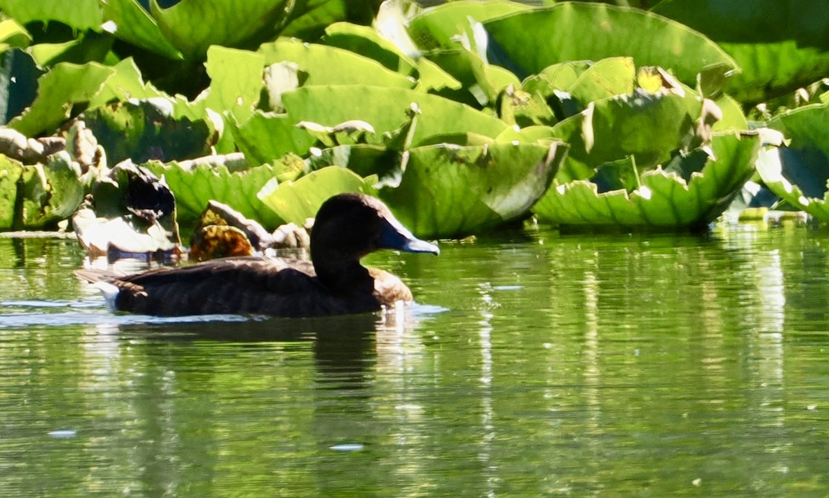 Hardhead - ML646277009