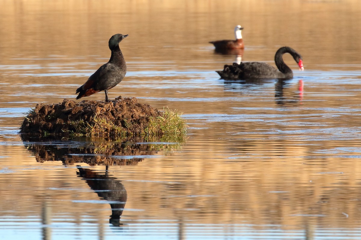Paradise Shelduck - ML646277010
