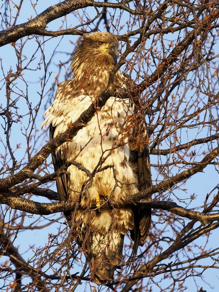 Pygargue à tête blanche - ML646277015
