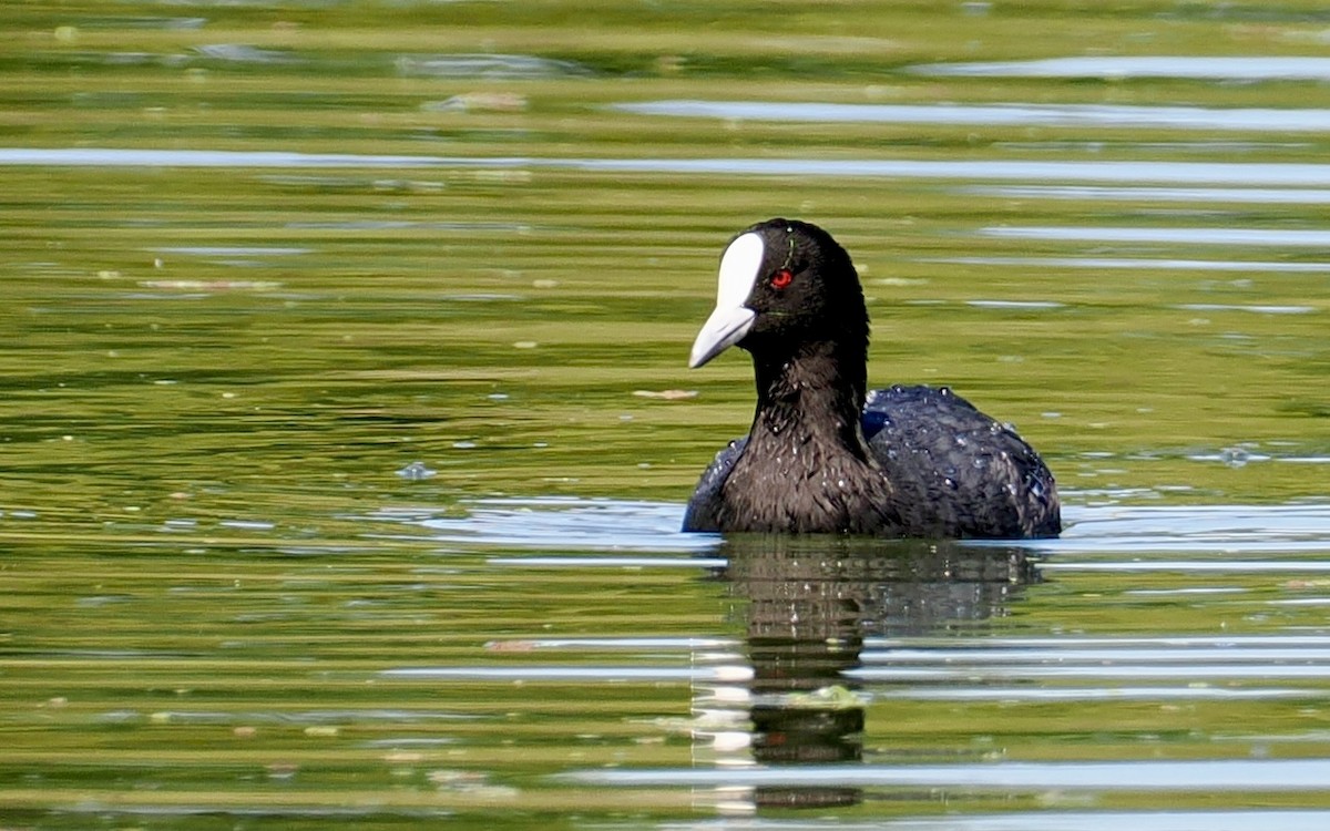 Folaga - ML646277017