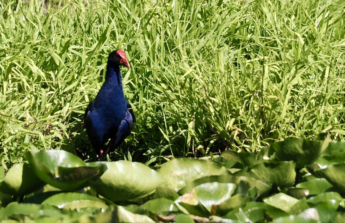 Australasian Swamphen - ML646277023