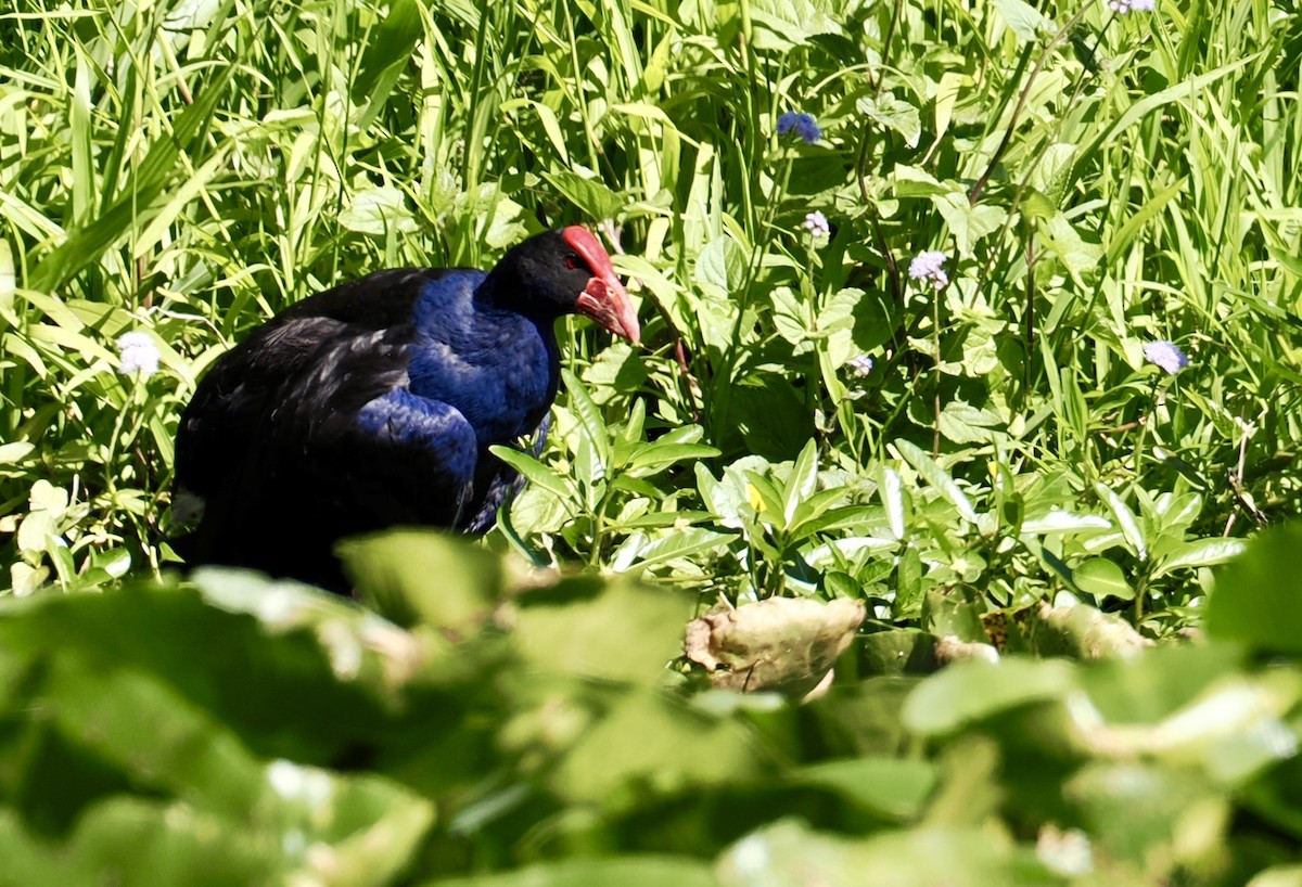 Australasian Swamphen - ML646277024