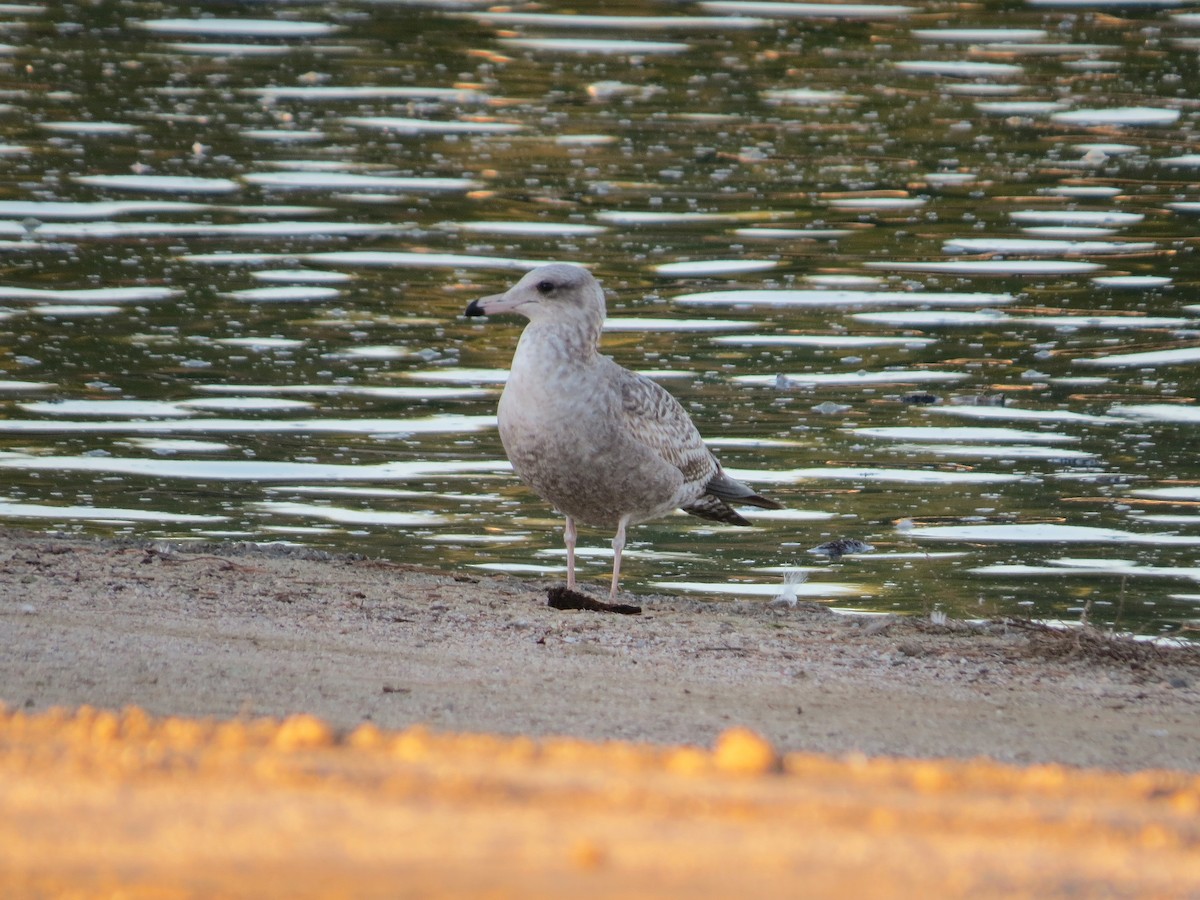 California Gull - ML646277026