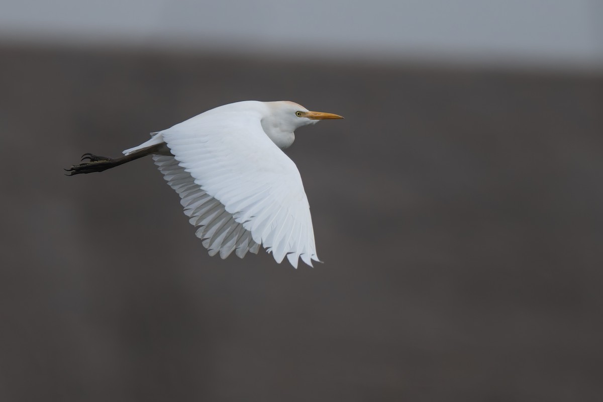 Western Cattle-Egret - ML646277028