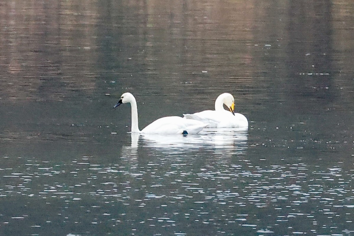 Tundra Swan - ML646277029