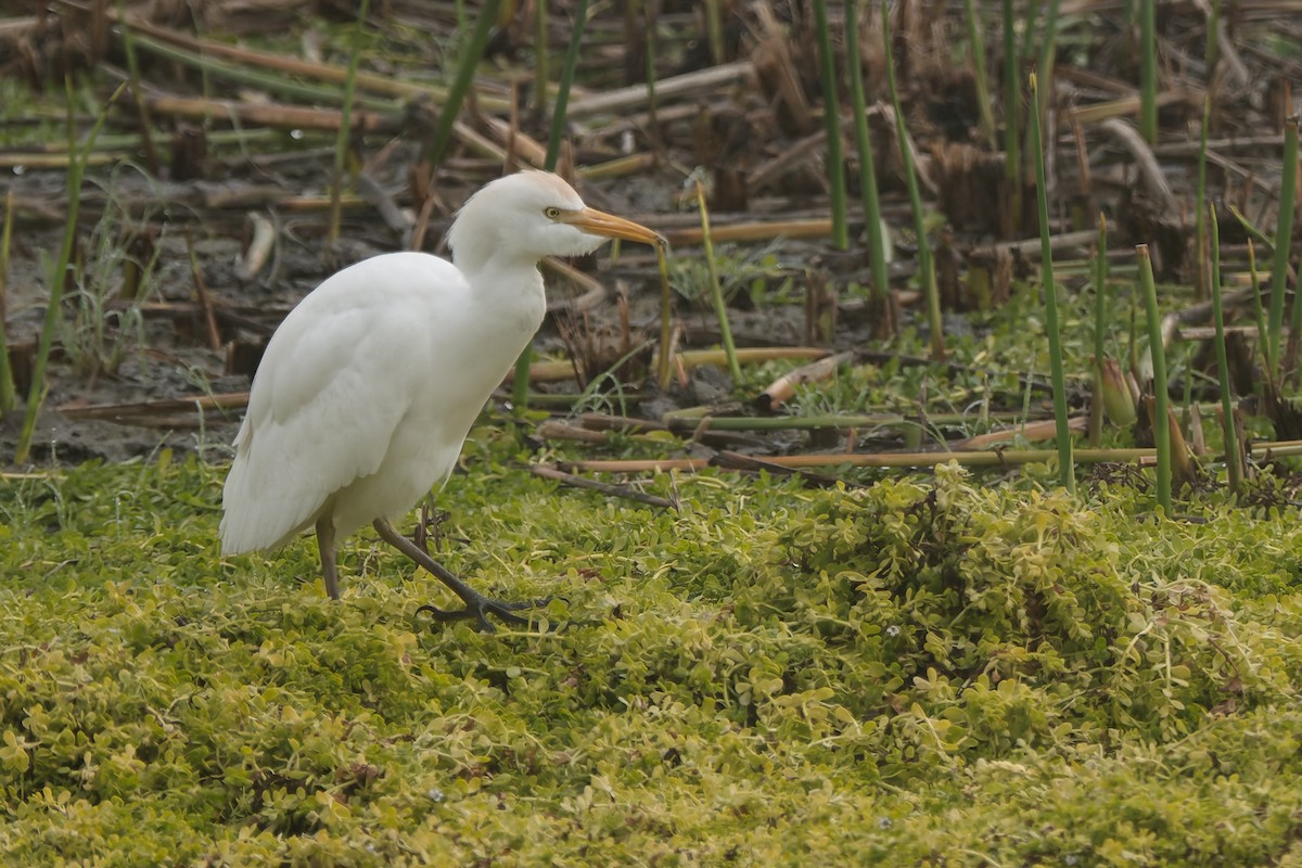 Western Cattle-Egret - ML646277030