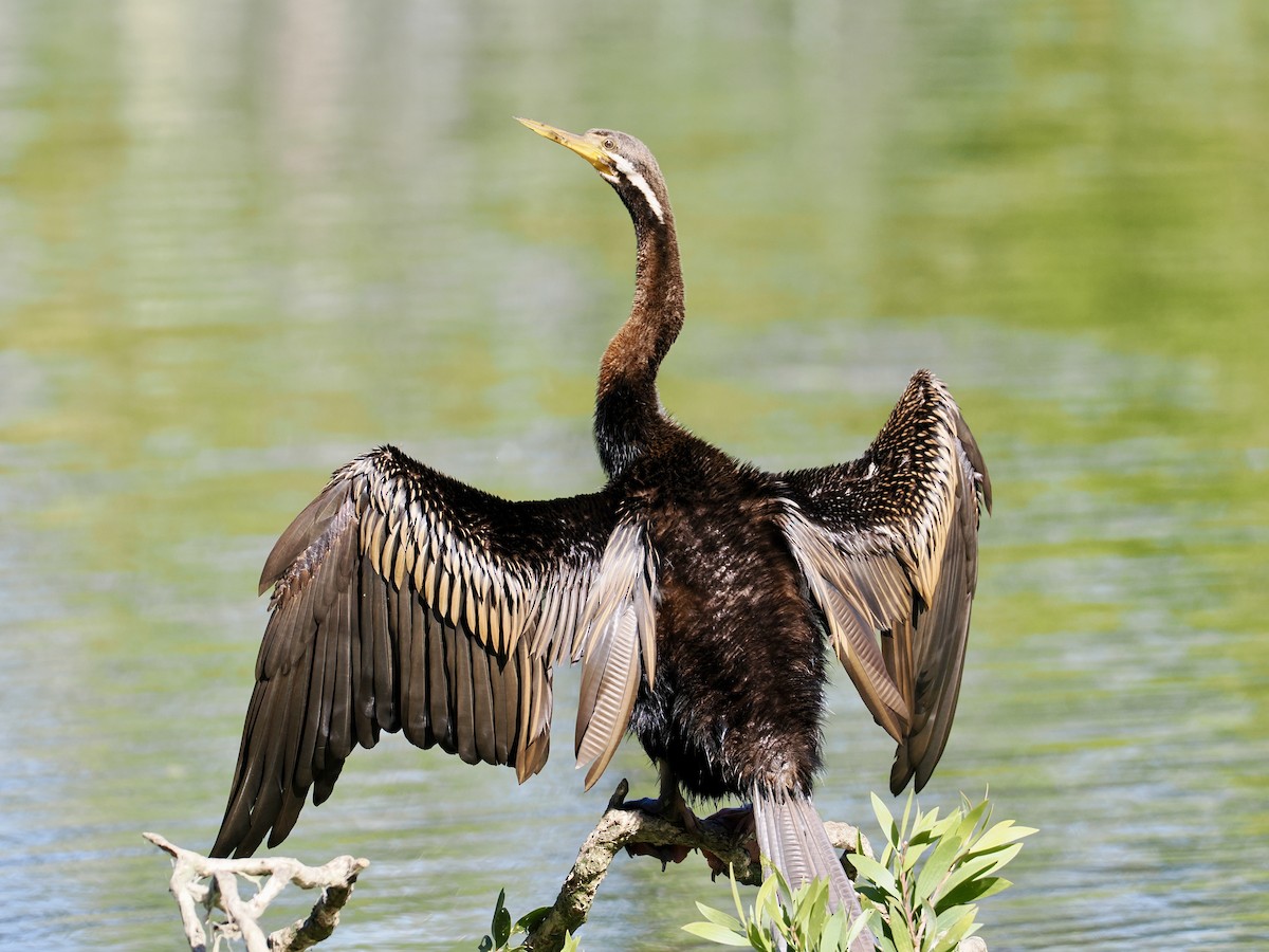 Australasian Darter - ML646277031