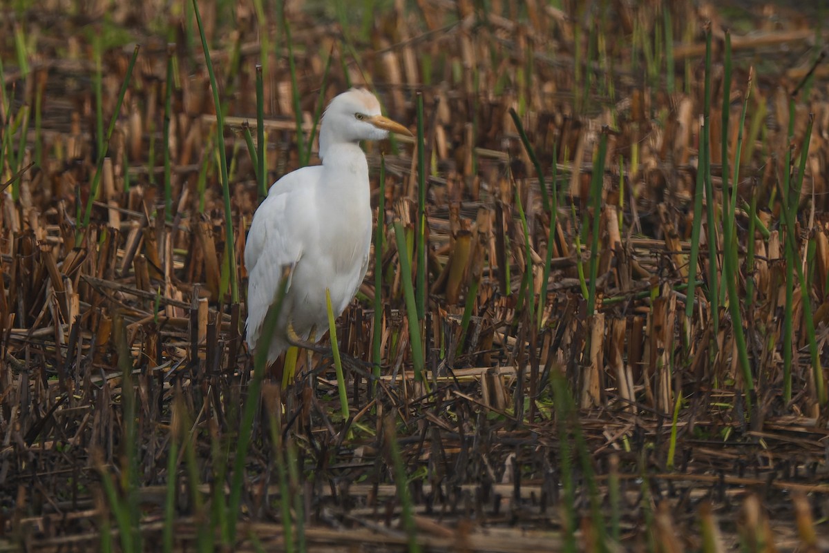 Western Cattle-Egret - ML646277033