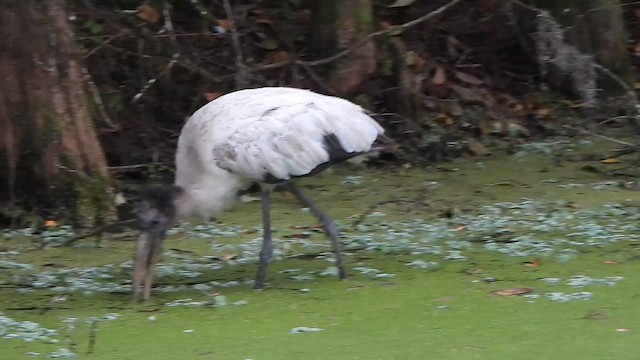 Tántalo Americano - ML646277034