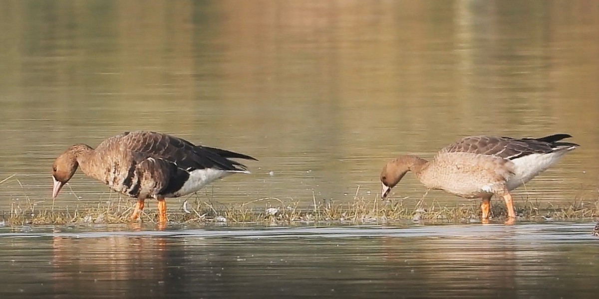 Greater White-fronted Goose - ML646277035