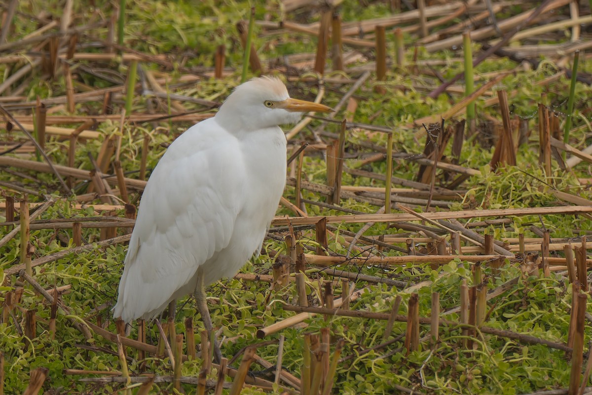 Western Cattle-Egret - ML646277036