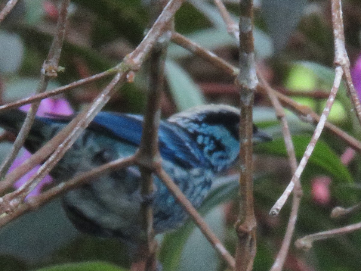 Beryl-spangled Tanager - ML646277037