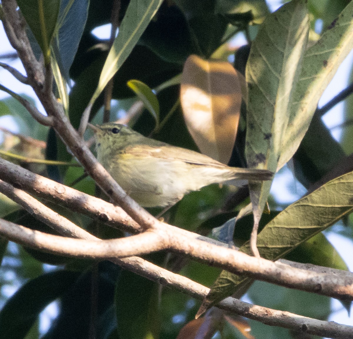 Green Warbler - ML646277039