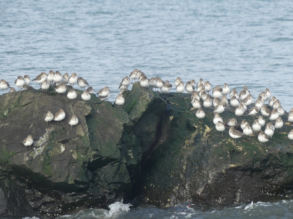 Dunlin - ML646277040