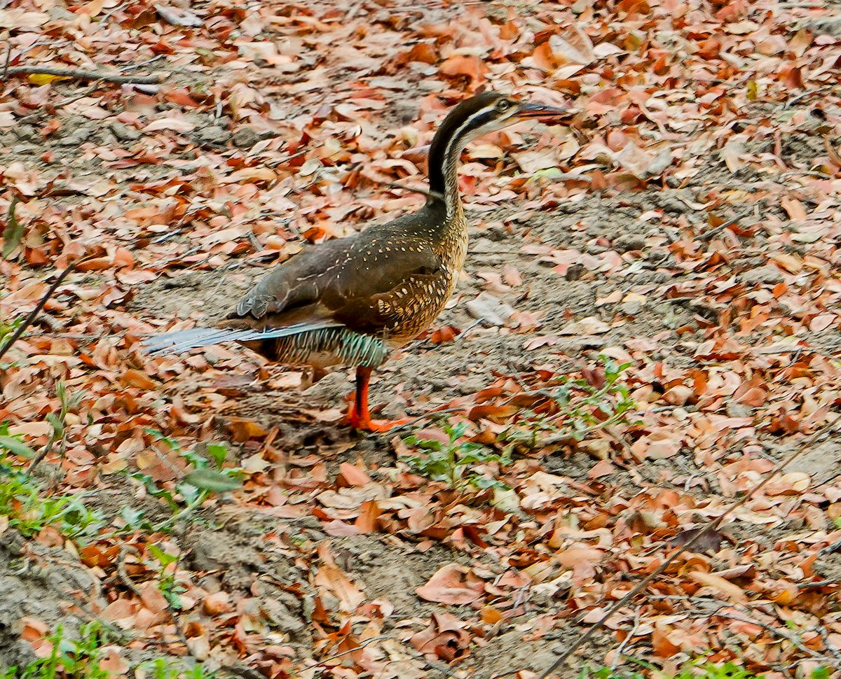 African Finfoot - ML646277041