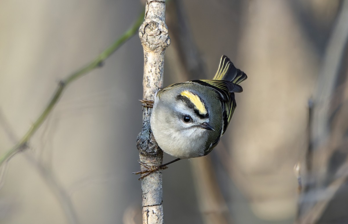 Golden-crowned Kinglet - ML646277043