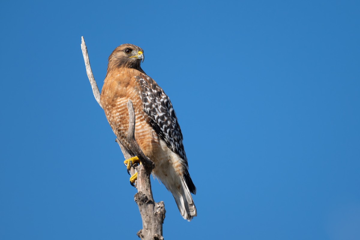 Red-shouldered Hawk - ML646277044