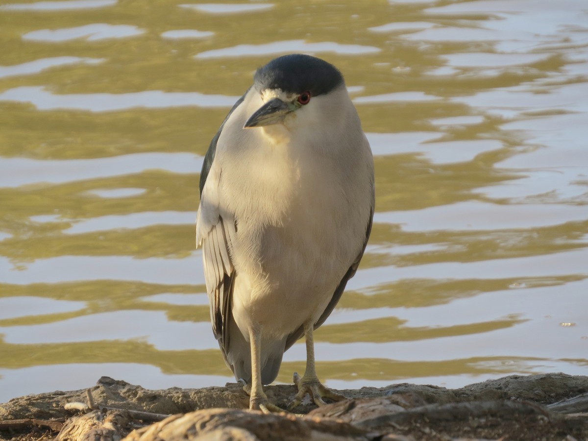 Black-crowned Night Heron - ML646277045
