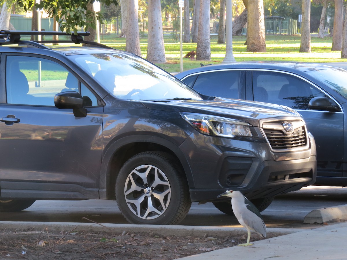 Black-crowned Night Heron - ML646277046