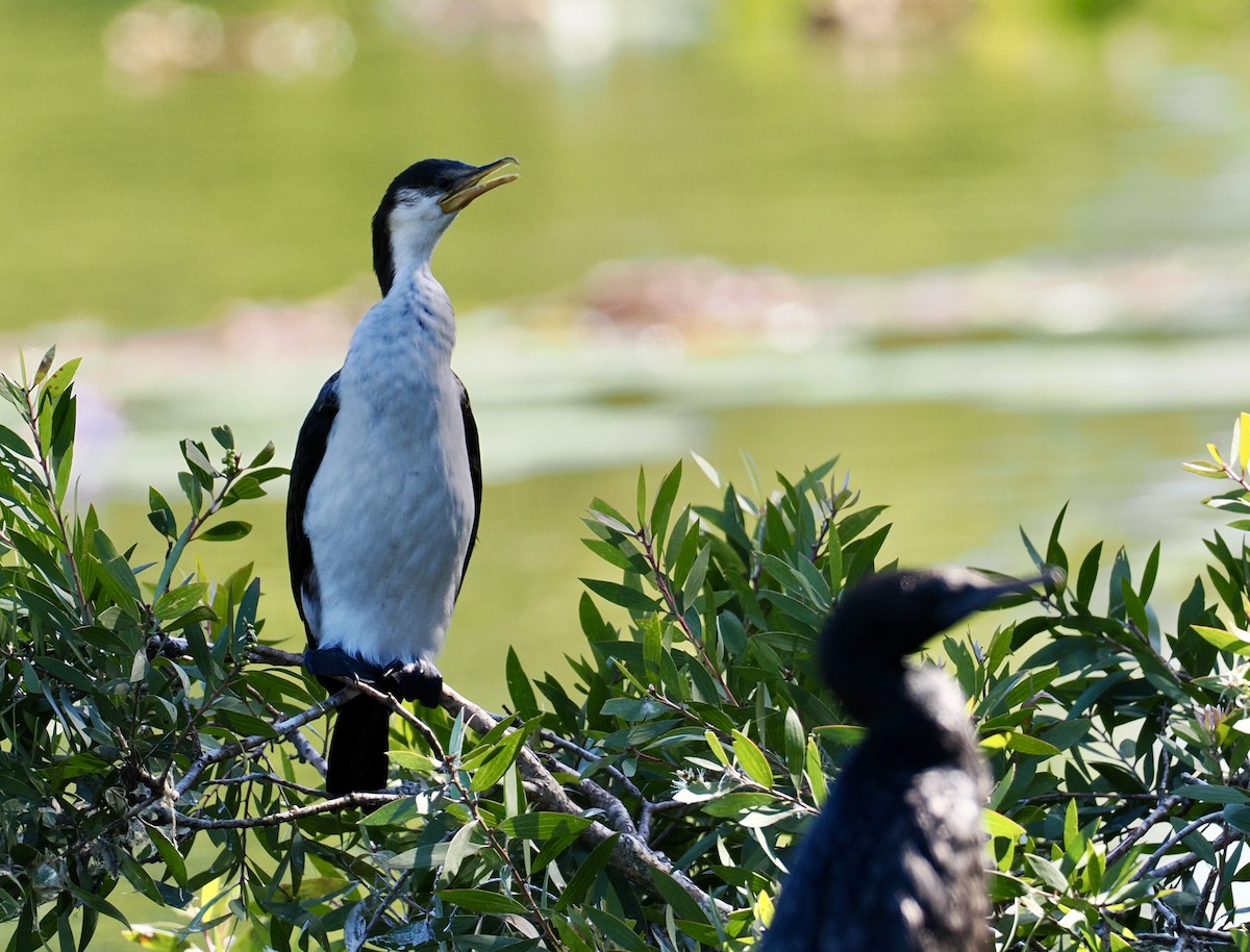Little Pied Cormorant - ML646277047