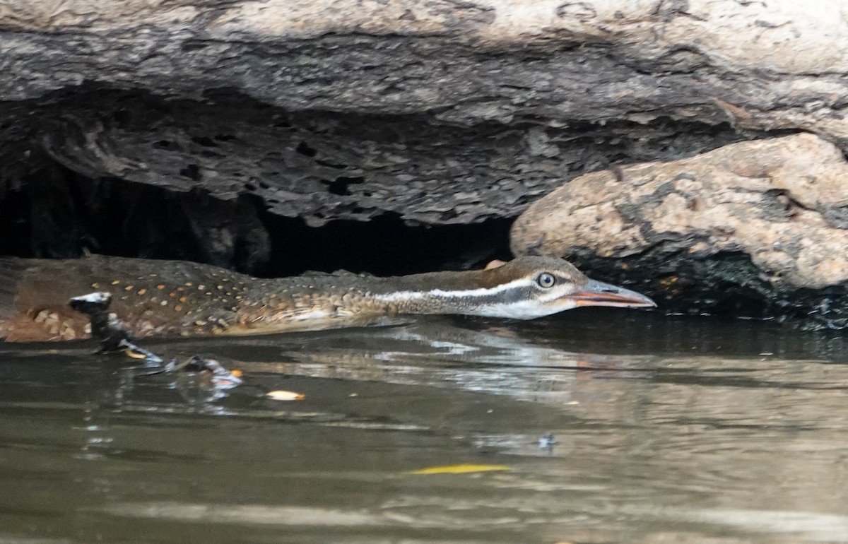 African Finfoot - ML646277049