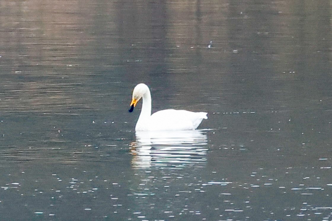 Whooper Swan - ML646277050