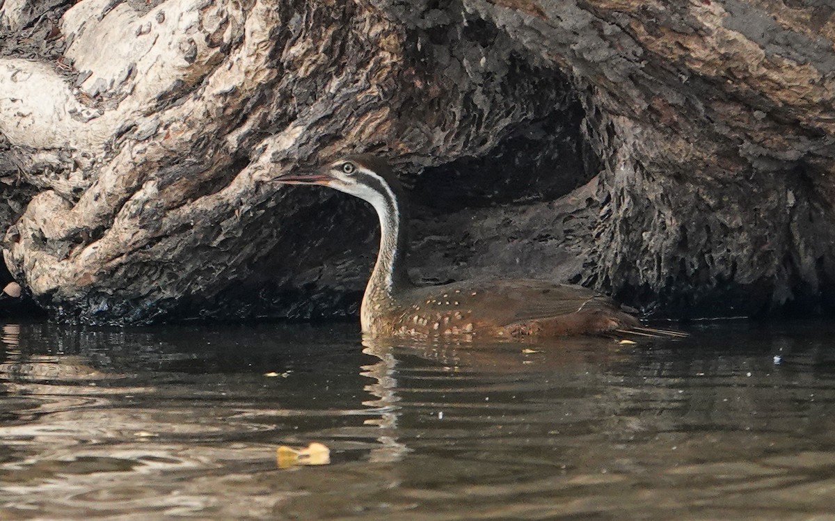 African Finfoot - ML646277051