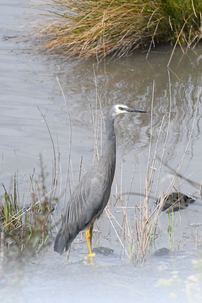 volavka bělolící - ML646277052