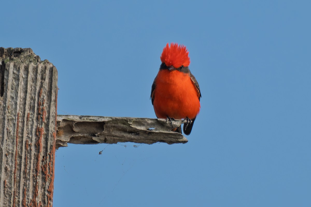 Vermilion Flycatcher - ML646277053
