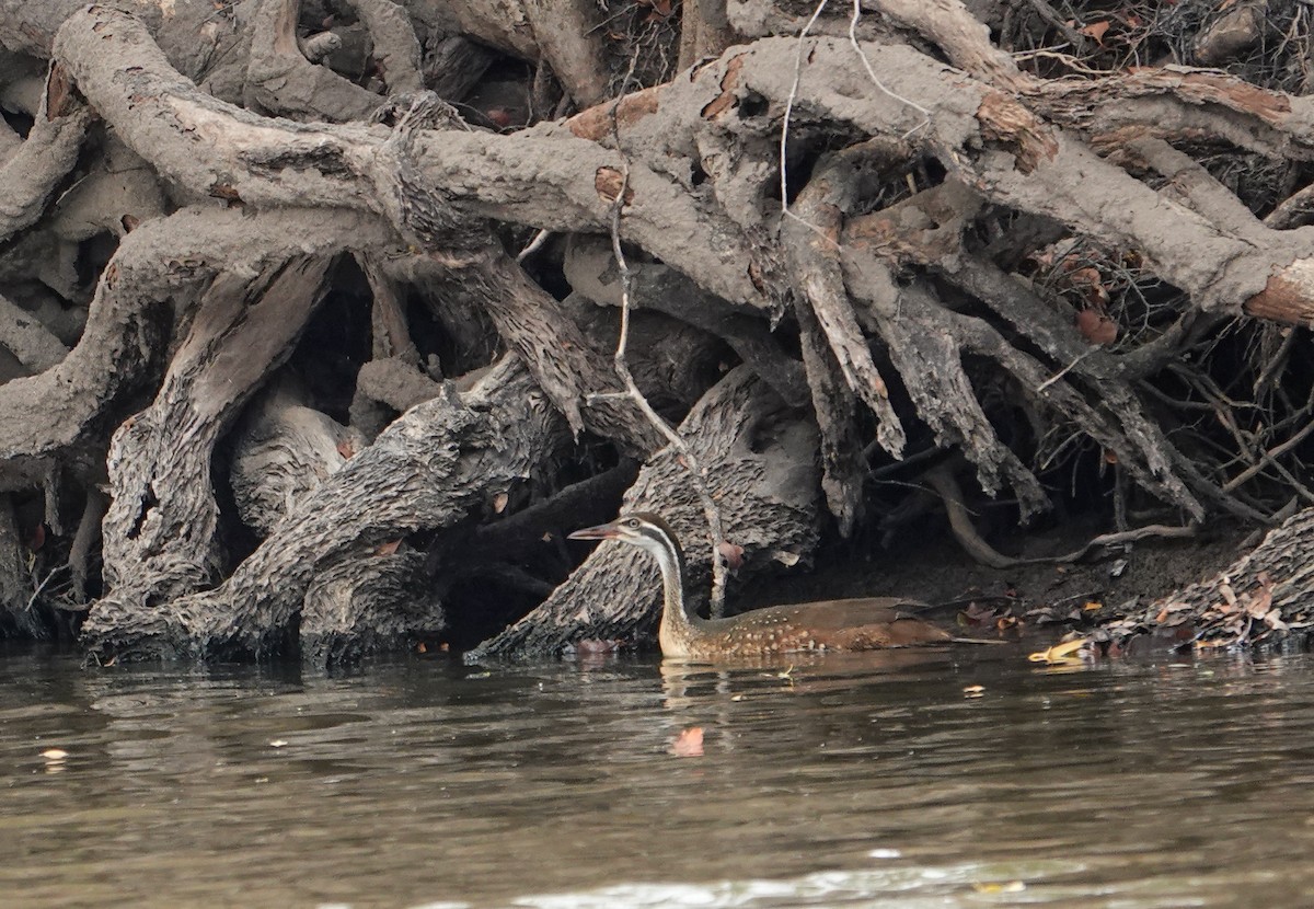 African Finfoot - ML646277054