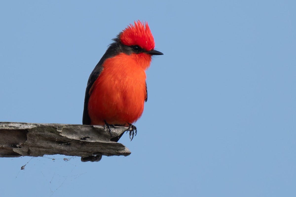 Vermilion Flycatcher - ML646277055